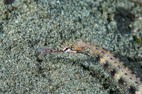 Messmate pipefish Corythoichthys intestinalis