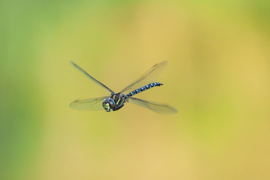 Dragonfly (Aeshna juncea), male in flight