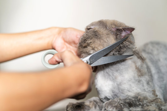 Cat grooming, Groomer cutting hair of cat in the beauty salon for dogs and cats