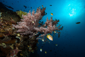 Tropical Coral Reef Landscape Underwater