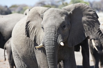 Obraz premium Afrikanischer Elefant (loxodonta africana) im Etosha Nationalpark (Namibia)