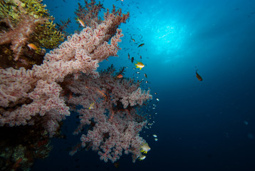 Tropical Coral Reef Landscape Underwater