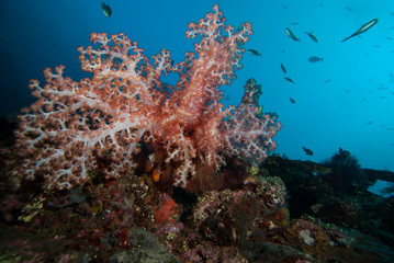 Naklejka na ściany i meble Tropical Coral Reef Landscape Underwater