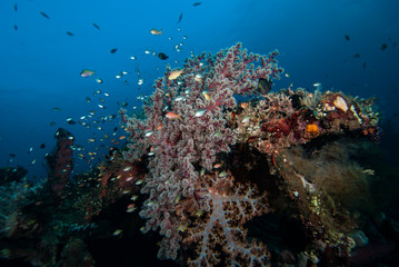 Naklejka na ściany i meble Tropical Coral Reef Landscape Underwater