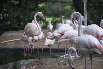.Colorful flamingo standing together in a crowd