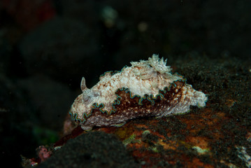 Glossodoris cincta Nudibranch