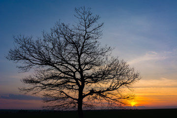Plakat silhouette of tree in sunset
