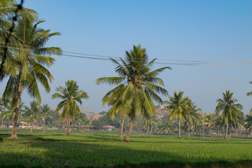 Vien in Hampi village, India