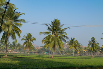 Obraz premium Vien in Hampi village, India