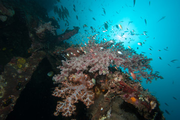 Tropical marine biodiversity 