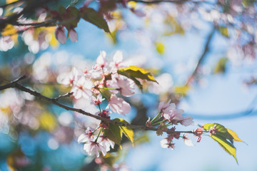 Cherry blossom branch closeup with beautiful colours and bokeh, selective focus