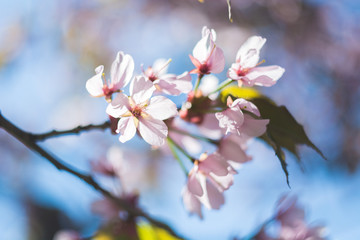 Obraz premium Cherry blossom branch closeup with beautiful colours and bokeh, selective focus