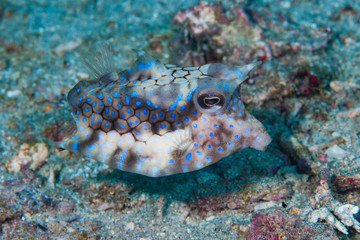 Cowfish Lactoria fornasini