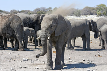 Afrikanische Elefanten (loxodonta africana) nehmen ein Staubbad im Etosha Nationalpark (Namibia)