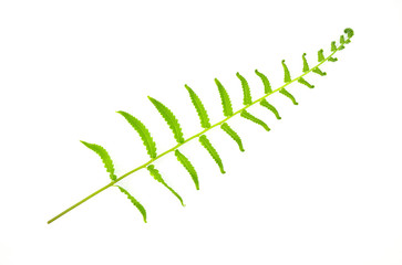 Closeup Green fern leaf isolated on white background of file with Clipping Path  and copy space ,space for text or images .