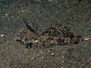 Fingered dragonet Dactylopus dactylopus