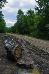 Bumpy forest dirty road