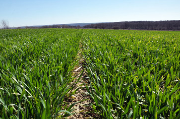 In the spring sowing winter wheat field