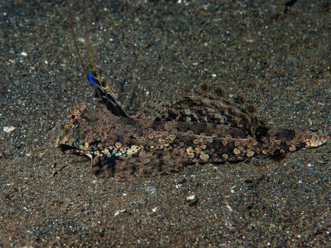 Fingered dragonet Dactylopus dactylopus