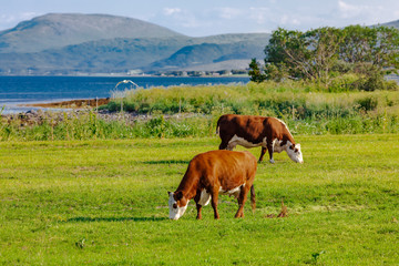 Happy cows grazing in norwegian meadows in the Troms