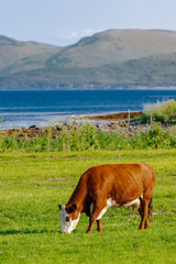 Happy cow grazing in norwegian meadows in the Troms