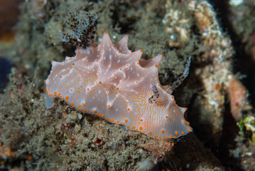 Halgerda batangas Nudibranch