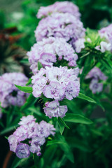 Obraz premium The flowers of the Turkish carnation are light-lilac in the garden.