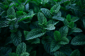 Mint sprouts with large green leaves close-up. © v_ridjin