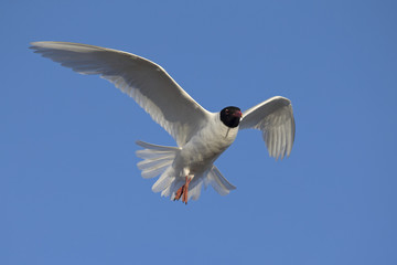 Mediterranean gull (Ichthyaetus melanocephalus) foraging in flight at Bremen Harbour,