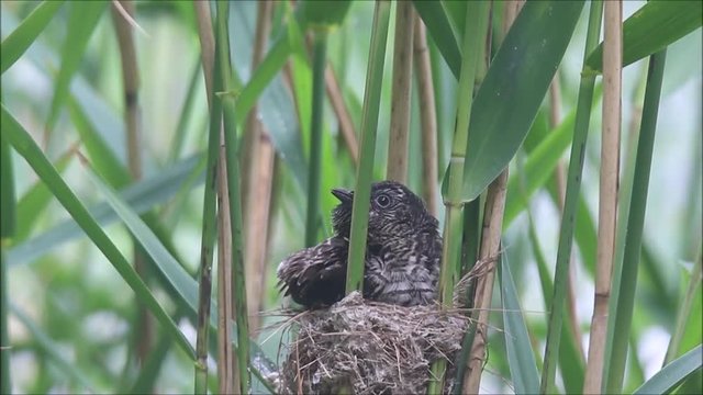 Junger Kuckuck wird von einem Teichrohrs&auml;nger gef&uuml;ttert