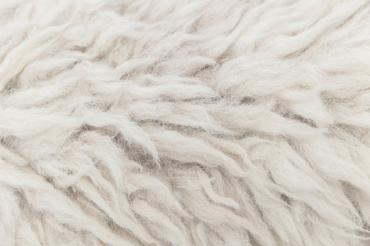 high detail of sheep fur skin texture pattern for background