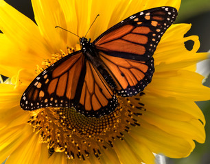 Monarch Butterfly on a Sunflower
