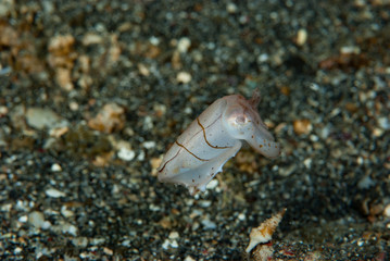 Broadclub cuttlefish Sepia latimanus Juvenile