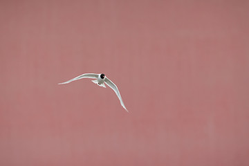 Mediterranean gull (Ichthyaetus melanocephalus) foraging in flight at Bremen Harbour,