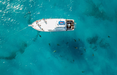 Naklejka premium Drone view on sharks at the Bahamas