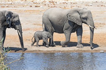 Fototapeta premium Elefantenkuh (loxodonta africana) mit Elefantenkalb am Wasserloch im Etosha Nationalpark in Namibia