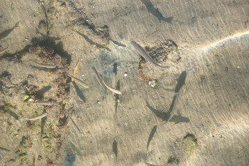 Clear water in river with a lot of  fish underwater. Wild nature background. Lake bottom.