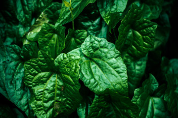 Obraz premium The fresh green leaf