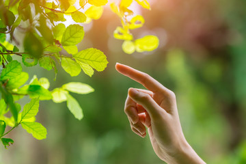 human hand touching pointing finger to nature green leaf nature ecology