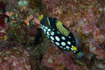 Clown triggerfish Balistoides conspicillum