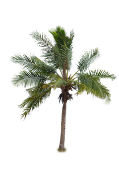 coconut tree tropical island plant isolated on white background