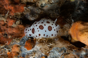Discodoris atromaculata Nudibranch