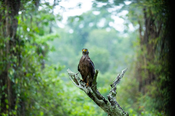 Serpent eagle