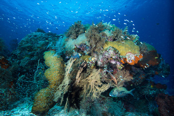 Fototapeta na wymiar Tropical Coral Reef Underwater