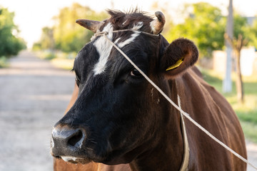Obraz na płótnie Canvas Cow tied with horn thread, close-up, Ukraine