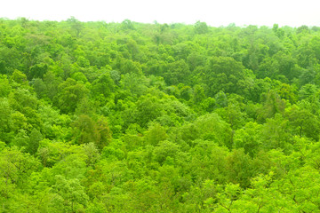 forest nature beauty green mountain tree