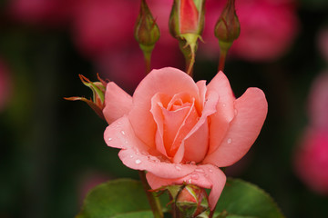 雨の日の美しいバラ