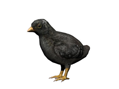 Schwarzes Hühner Küken