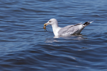 Seagull with crab in its beak (baltic sea, germany)