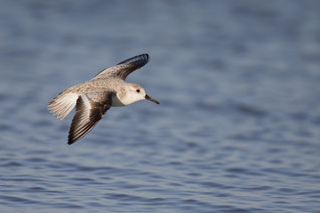 Sanderling (Calidris alba) in flight at the coastline in Florida.